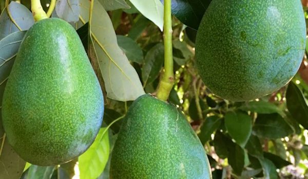 bacon-avokado-paketleme